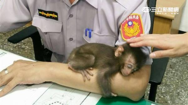 萌萌噠～走失小獼猴緊抱員警手臂入睡