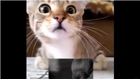 貓看恐怖片（圖／翻攝自YouTube）