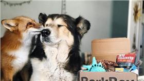 狐狸與澳洲牧羊犬米克斯的跨物種友情；狗、寵物
圖／翻攝自Instagram@juniperfoxx