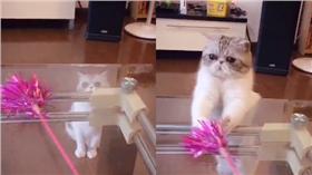 貓／翻攝自美拍Younger妈妈 