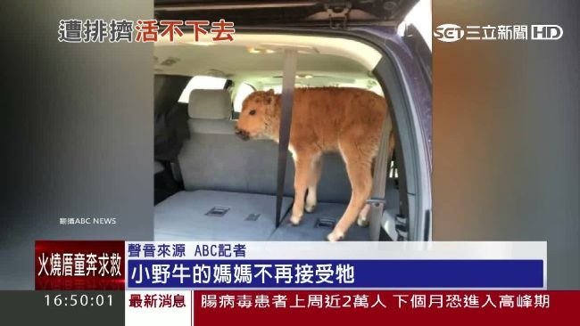 好心帶上車取暖　反害小野牛遭安樂死