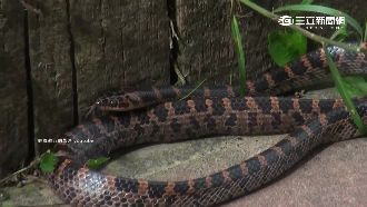 毒蛇竄紗帽山　恐與二戰日軍有關