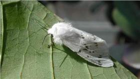 白蛾／百度百科