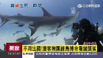 零距離！潛水客奔綠島　搏命賞槌頭鯊