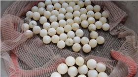 甲魚蛋／翻攝自幸福甲魚網臉書