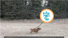 散步,狗狗,空拍攝影機,CG,合成,機器(推特 https://twitter.com/ui_nyan/status/732803081692426240)