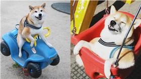 萌柴犬、狗（圖／翻攝自Instagram@unihalo）