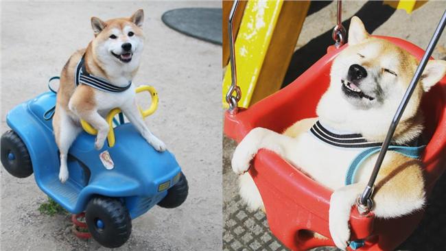 圖／玩好玩滿！萌柴犬遊公園有一套