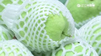 獨／不一定靠中國！里港芭樂遠銷加國