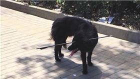 北京流浪狗頭部被箭射穿
圖／翻攝自京報網、微博@bjshi