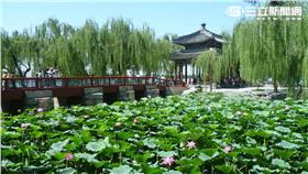 北京麗晶酒店推出「荷塘京城」住房專案，一探盛夏荷花綻放的絕美景色。（圖／晶華麗晶集團提供）