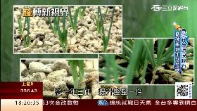 Ｃ石頭種青蔥1800