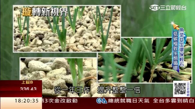 魚菜共生綠金革命　靠石頭也能種青蔥