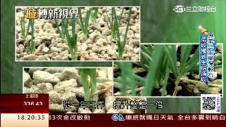 魚菜共生綠金革命　靠石頭也能種青蔥