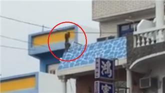 影／太狂了！墾丁大街直擊猴子爬電線