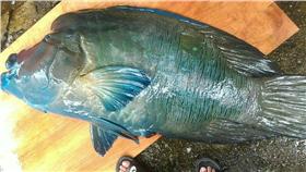 龍王鯛(圖翻攝自柯金源臉書)