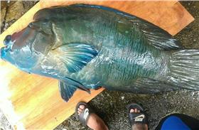 龍王鯛(圖翻攝自柯金源臉書)