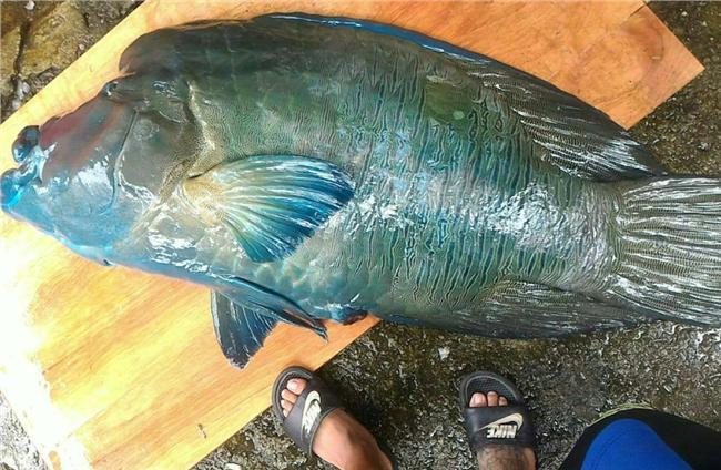 這雙鞋露餡！鄉民打臉獵捕龍王鯛業者
