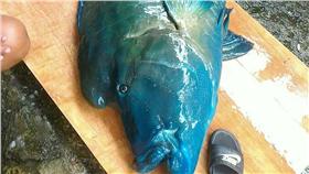 龍王鯛／翻攝自我們的島臉書