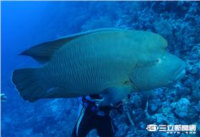 ▲曲紋唇魚、龍王鯛（圖／臺灣珊瑚礁學會攝、林務局提供）