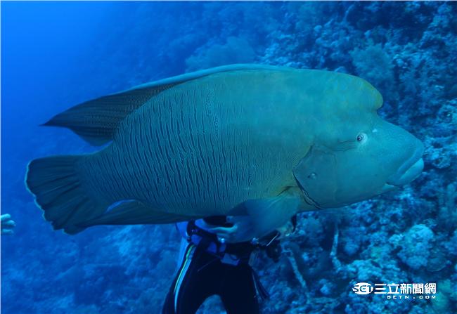 願終生護魚　龍王鯛殺手驚爆另有共犯