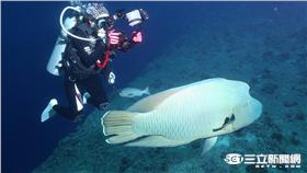 ▲曲紋唇魚、龍王鯛（圖／臺灣珊瑚礁學會攝、林務局提供）