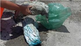 龍王鯛/
海巡台東服務中心臉書