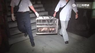 影／內湖深夜嬌客　山羌闖進住宅區