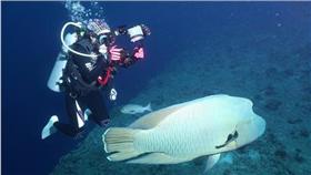 曲紋唇魚、龍王鯛（▲圖／臺灣珊瑚礁學會攝、林務局提供）