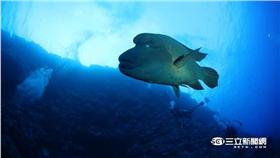 ▲曲紋唇魚、龍王鯛（圖／臺灣珊瑚礁學會攝、林務局提供） 