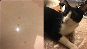 回家驚見血腳印，結果是貓踩到蚊子（圖／林姓網友授權提供）