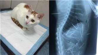 白貓體內插43針　獸醫：疑氣槍射入