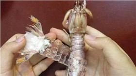 剝蝦神器　（圖／翻攝自都市快報）