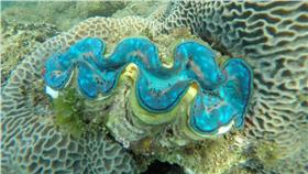 車渠貝
陽光阿有專業浮潛臉書