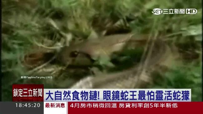 劇毒眼鏡王蛇　碰上天敵蛇獴等著被宰