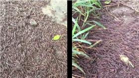 成千上萬隻馬陸湧上地面/爆料公社/林伯翰臉書https://www.facebook.com/bisdog/posts/1043709482343698