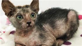 狼貓／翻攝自tears