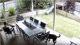  忠犬,蛇/YouTube：Drew S