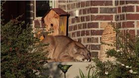 美洲獅＠Rhett Riding　ＦＢ