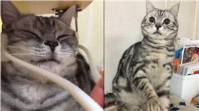 貓,臉部按摩（圖／翻攝自推特）https://twitter.com/amurubot