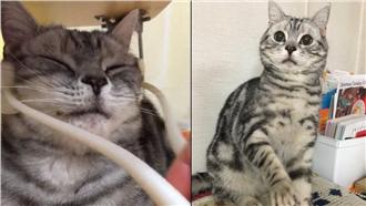 瘦臉神器新用途！喵星人瞇眼好享受