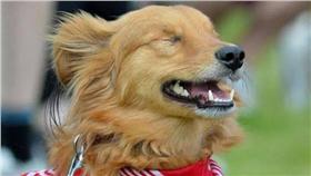 狗狗,圖／每日電訊報