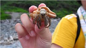 寄居蟹 ▲圖／攝影者Mariversa, flickr CC License (https://www.flickr.com/photos/mariversa/4846853732/)