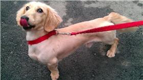 臘腸狗/維基百科/https://commons.wikimedia.org/w/index.php?curid=40727444