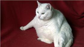 肥貓、胖貓、貓/達志影像