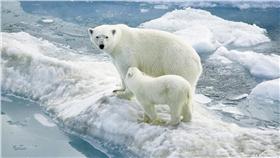 北極熊 ▲圖／攝影者sheilapic76, flickr CC License (https://www.flickr.com/photos/53344659@N05/4979037990)