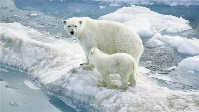 北極熊哭了！專家：今年冰層恐消失