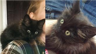 送受傷烏鴉去動物之家　意外收編小貓