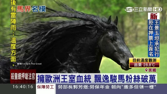 馬界牠最帥！烏黑長髮飄逸英姿迷人