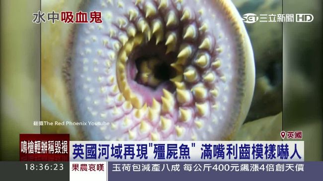 英河域再現殭屍魚　滿口利齒模樣嚇人